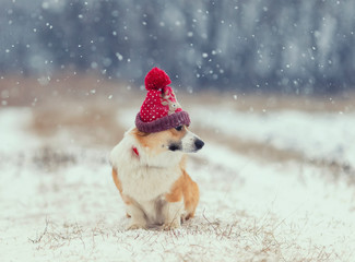 Wall Mural - cute puppy red dog Corgi sits on the field on the walking in a winter day in a funny  knitted hat during a snowfall