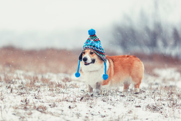 Wall Mural - cute  red dog Corgi walks on a field in a winter day in a funny blue knitted hat with earflaps during a snowfall