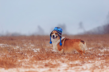 Wall Mural - cute puppy red dog Corgi walks on a field in a winter day in a funny blue knitted hat with earflaps during a snowfall