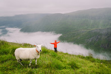 Woman Hiker Posing On Mountain In Norway In Rainy Weather Near Sheep. Tourist And Cattle On Clearing In A Mountain Area In The North Norge In Foggy. Exploring Nature In Scandinavia