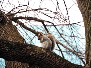 Squirrel on tree