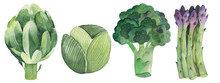 Watercolor Vegetables Set With Cabbage, Cauliflower And Chinese Cabbage