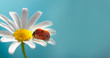 Leinwandbild Motiv red ladybug on camomile flower, ladybird creeps on stem of plant in spring in garden in summer