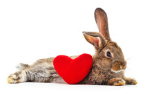 Rabbit With Toy Heart.