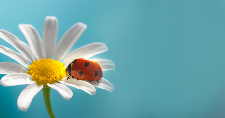 red ladybug on camomile flower, ladybird creeps on stem of plant in spring in garden in summer