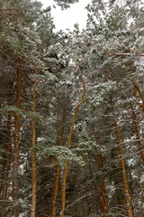 winter forest, tall pines with fluffy branches covered with snow, pine forest