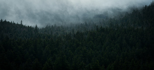 Mist floats over the tree tops