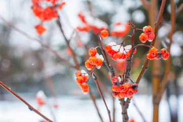 Wall Mural - Winter branch with red rowan berries close up