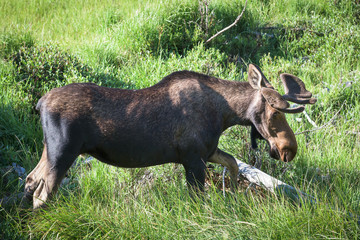 Shiras Moose in Colorado. Shiras are the smallest species of Moose in North America