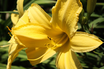 Flowering Yellow Bloom