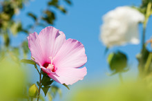 Hibiskus Rosa-sinensis, Known Colloquially As Chinese Hibiskus, China Rose, Rose Mallow In Garden. Pink And White Hibiscus With The Blue Sky In The Background.