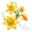Yellow spring floral bouquet with daffodil flowers, traced watercolor
