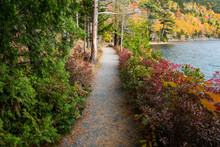 A Hiking Trail Curves Through A Forest In Brilliant Fall Colors Along The Shore Of A Lake
