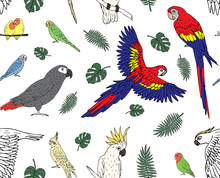Vector Seamless Pattern Of Hand Drawn Doodle Sketch Colored Parrots Isolated On White Background