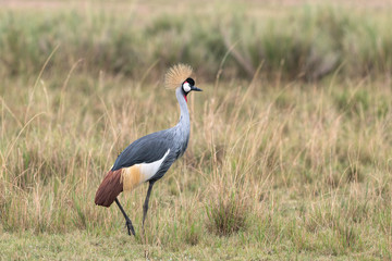 a beautiful grey crowned crane walking through a clearing on the savanna. image taken in the masai m