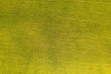 Canvas Print - aerial view of yellow rice farm