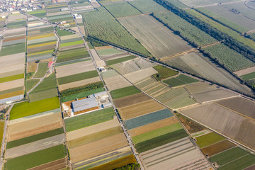 Wall Mural - colorful farm with vegetables and rice