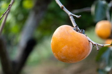 Canvas Print - persimmons on the tree