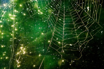 Wall Mural - abstract image of a spider web