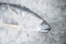 Raw Fish Seafood On Ice Background , Longtail Tuna , Eastern Little Tuna Fish - Fresh Fish In The Market
