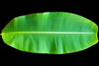 The beautiful banana leaves are green. Asians use it to wrap food,banan leaves on black bacground