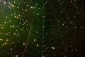 Wall Mural - abstract image of a spider web