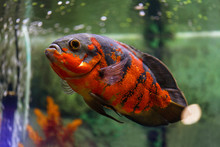 Oscar Fish (Astronotus Ocellatus). A Large Fish Astronotus Oculata Swims In An Aquarium. Horizontal Macro Photography