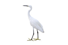 Poultry. Egret Isolated On A White Background