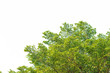 © TJmedia - Green leaves on white background