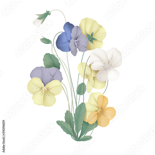 Colorful pansy flowers with leaves
