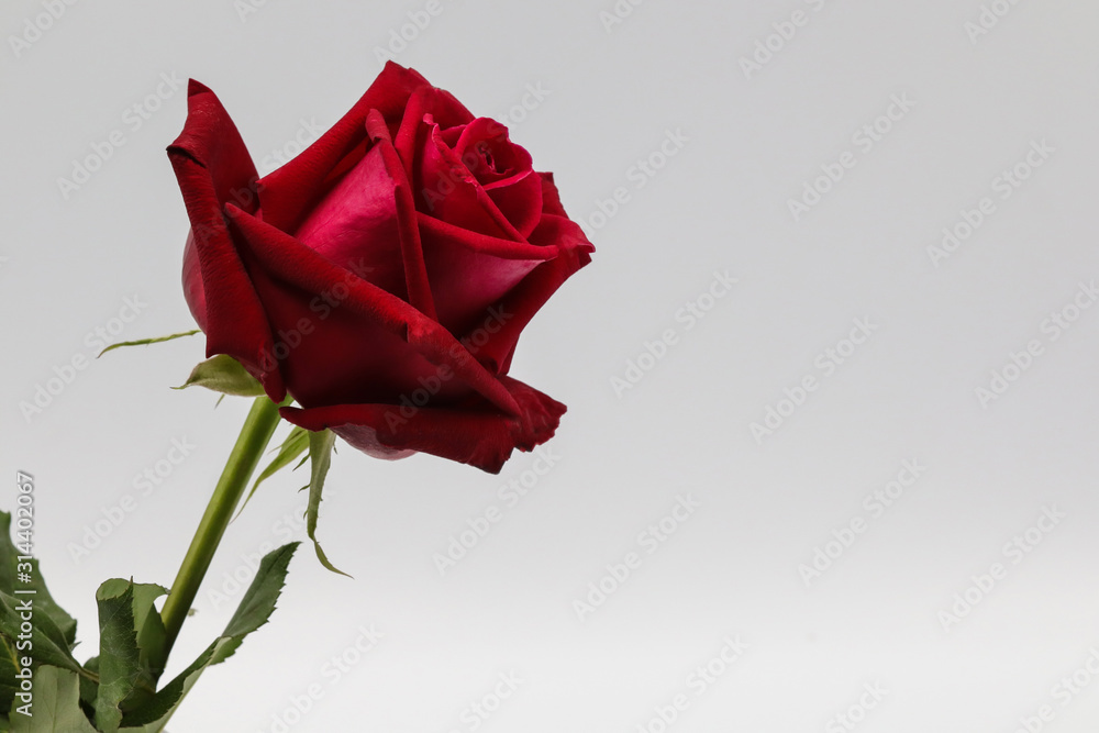 red rose isolated on white background - obrazy, fototapety, plakaty 