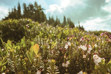 Canvas Print - Mountains meadow