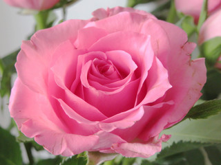 closeup of a pale pink rose