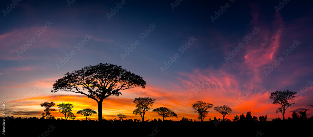 Obraz Panorama silhouette tree in africa with sunset.Tree silhouetted against a setting sun.Dark tree on open field dramatic sunrise.Typical african sunset with acacia trees in Masai Mara, Kenya fototapeta, plakat