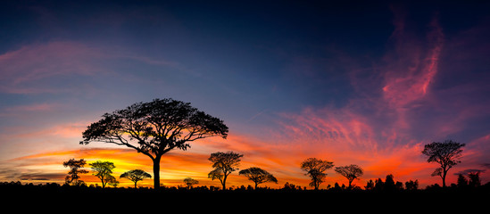 Wall Mural - Panorama silhouette tree in africa with sunset.Tree silhouetted against a setting sun.Dark tree on open field dramatic sunrise.Typical african sunset with acacia trees in Masai Mara, Kenya