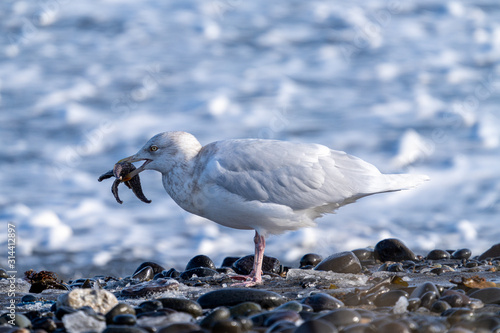 ヒトデを食べるカモメ Stock 写真 Adobe Stock ヒトデを食べるカモメ Stock 写真 Adobe Stock