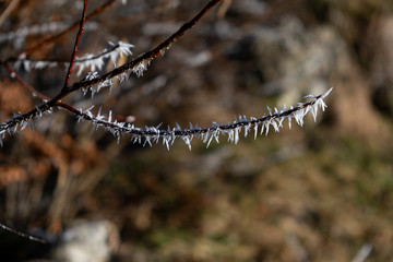 Wall Mural - Hoarfrost on a branch in the sunlight