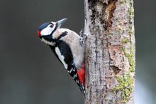 Adult Male Of Great Spotted Woodpecker Photographed With The Last Lights Of The Afternoon, Birds, Dendrocopos Major