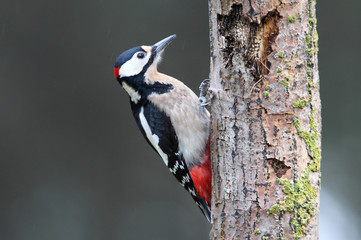 adult male of great spotted woodpecker photographed with the last lights of the afternoon, birds, de
