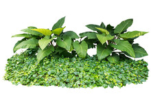 Jungle Leave Plant Isolated Include Clipping Path On White Background
