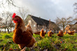 Leinwandbild Motiv Free range organic chickens poultry in a country farm, germany