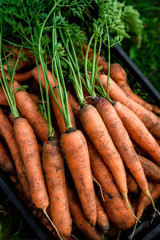 Wall Mural - Harvesting carrots. Fresh carrot in black box.