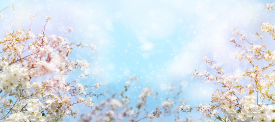  Branches of blossoming cherry with soft focus on gentle light blue sky