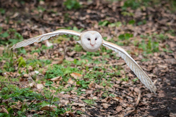 Fototapete - A close up of a barn owl, tyto alba, as it flies low towards the view of the camera
