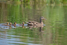Female Mallard (Anas Platyrhynchos) With Young Ducklings On The Water. Mother Duck ( Mallard Duck, Anas Platyrhynchos ) With Ducklings Swimming On Lake Surface. 