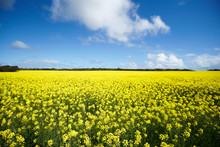 Yellow Canola Fields In Bloom With Blue Sky