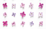 Fototapeta Tulipany - Rows of many small purple and pink lilac flowers on white background