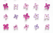 Rows Of Many Small Purple And Pink Lilac Flowers On White Background