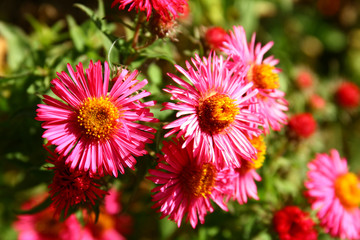 Wall Mural - Flowers in garden