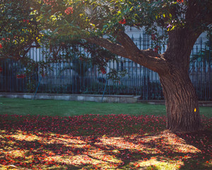 Wall Mural - Quiet Park